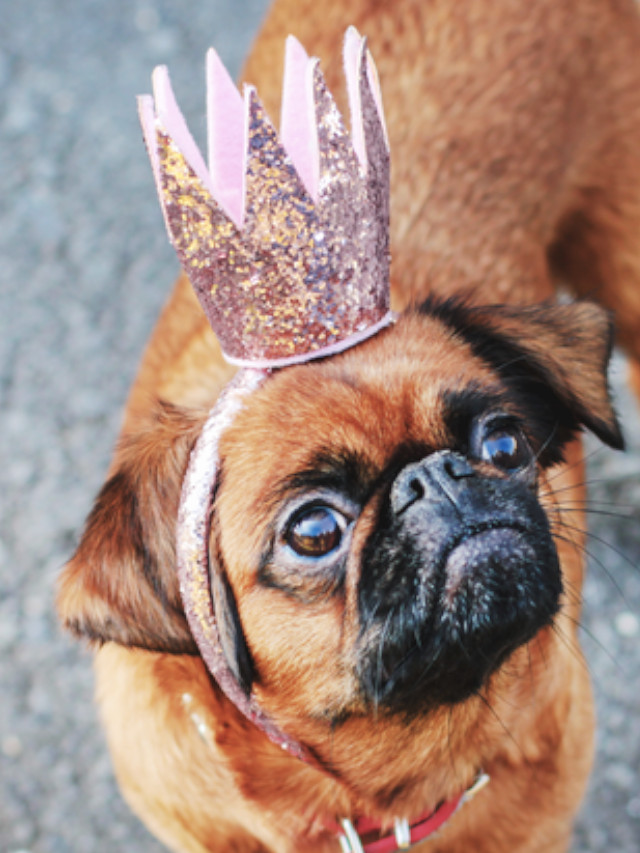 wealtiest pets
